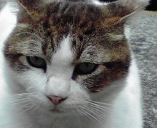 neko.jpgのサムネール画像